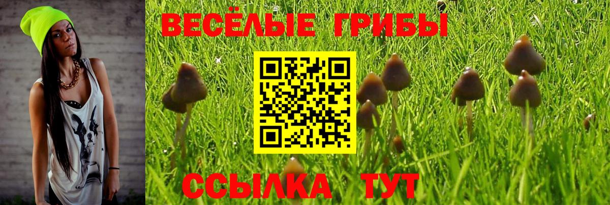 Псилоцибиновые грибы Psilocybe Сальск